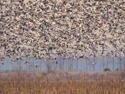 Wings Over Water Festival, Wings Over Water Festival