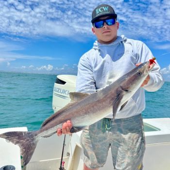 TW’s Bait & Tackle, Cobia Are Still Here!
