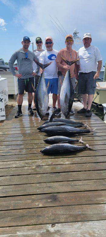 Phideaux Fishing, Bluefins