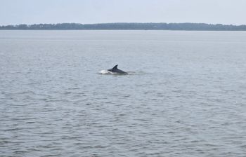 Harbor Star Dolphin Tours, Dolphin Tours starting May 15th!