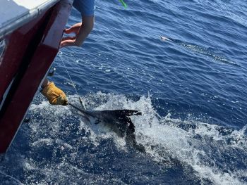 Fish Ocracoke, Blue & White Marlin