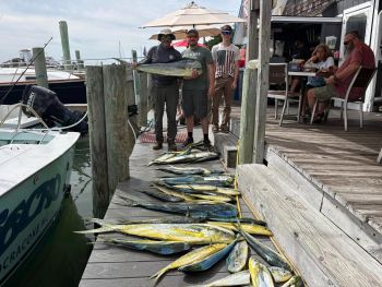 Gecko Sportfishing, Good Dolphin Fishing