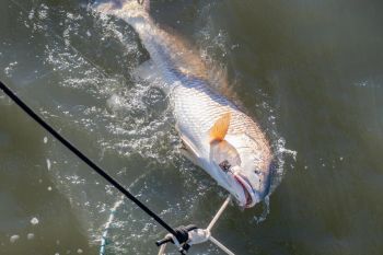 Jennette's Pier, Red Drum