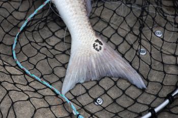 Jennette's Pier, Favorable Drum Conditions