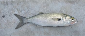 Jennette's Pier, Bluefish Biting
