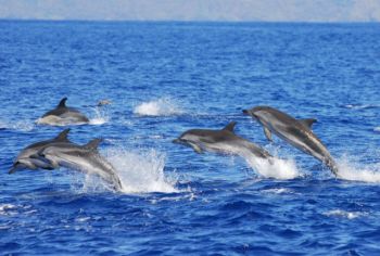 Harbor Star Dolphin Tours, Best Dolphin Tour Boat Around