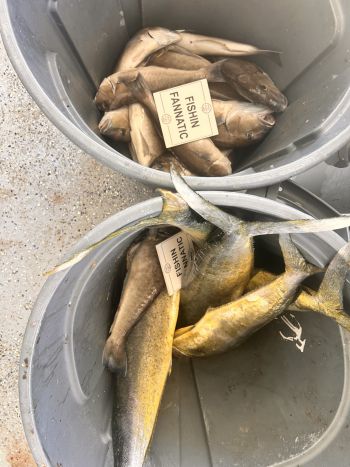 Wanchese Marina, Wanchese Marina Fishing Report