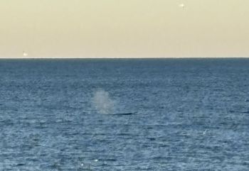 Jennette's Pier, Whales Are Here!