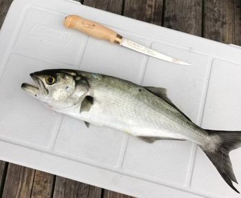 Jennette's Pier, Hooked Up With Bluefish and Albacore