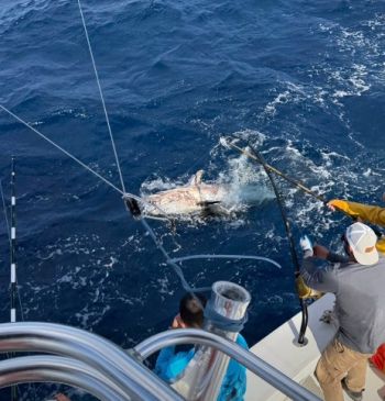 Oregon Inlet Fishing Center, Daylight Savings and Bluefin