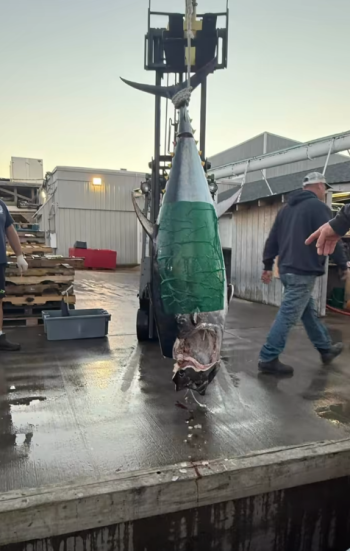 Oregon Inlet Fishing Center, Great Bluefin Day