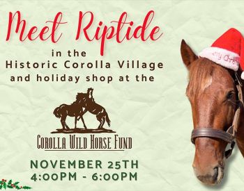 Corolla Wild Horse Fund, Meet Riptide in Historic Corolla Village