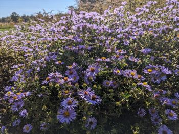 Dare Master Gardener Association, Winter Gardens
