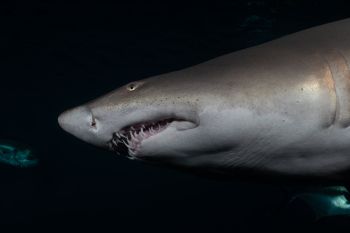 North Carolina Aquarium on Roanoke Island, Behind the Scenes: Shark Feeding