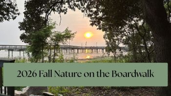 Duck Town Park, Fall Nature on the Boardwalk