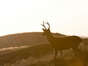 Dare Master Gardener Association, Gardening with Deer