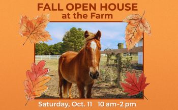 Corolla Wild Horse Fund, Fall Open House at the Farm