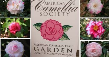 Elizabethan Gardens, Camellia Tours