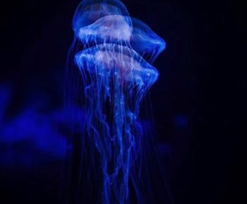 North Carolina Aquarium on Roanoke Island, Deep Sea Chills & Thrills Day Camp