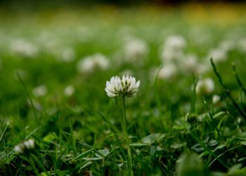 Dare Master Gardener Association, No Mow Lawns