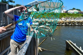 North Carolina Aquarium on Roanoke Island, Let's Go Crabbing!