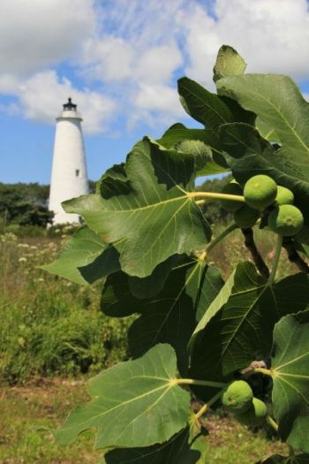 Ocracoke Preservation Society, Annual Ocracoke Fig Festival