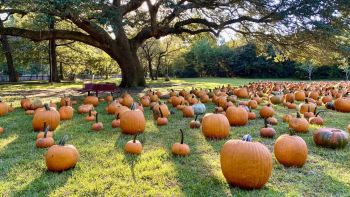 Island Farm, Pumpkin Patch Saturdays