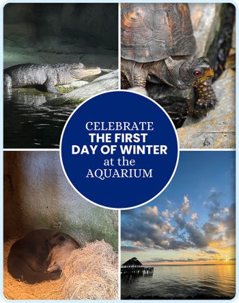 North Carolina Aquarium on Roanoke Island, First Day of Winter Celebration