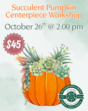 Elizabethan Gardens, Succulent Pumpkin Centerpiece Workshop