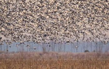 Wings Over Water Festival, Wings Over Water Festival