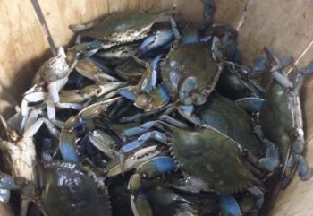 Billy’s Seafood, Blue Crabs