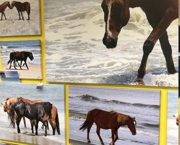 Artsy Octopus, Corolla Horse Canvas Prints