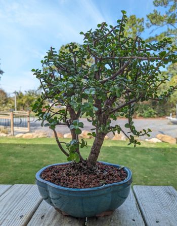 Silver Bonsai Gallery, Bonsai Trees