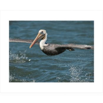 Blue Pelican Gallery Gifts & Yarn, Prints and Original Art