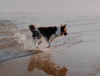 Coast Realty, One Pet Stays Free Off-Season