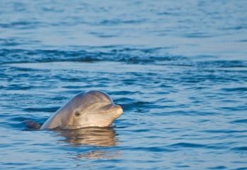 Paradise Dolphin Cruises, Monday Family Day