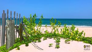 Outer Banks Obx Guides
