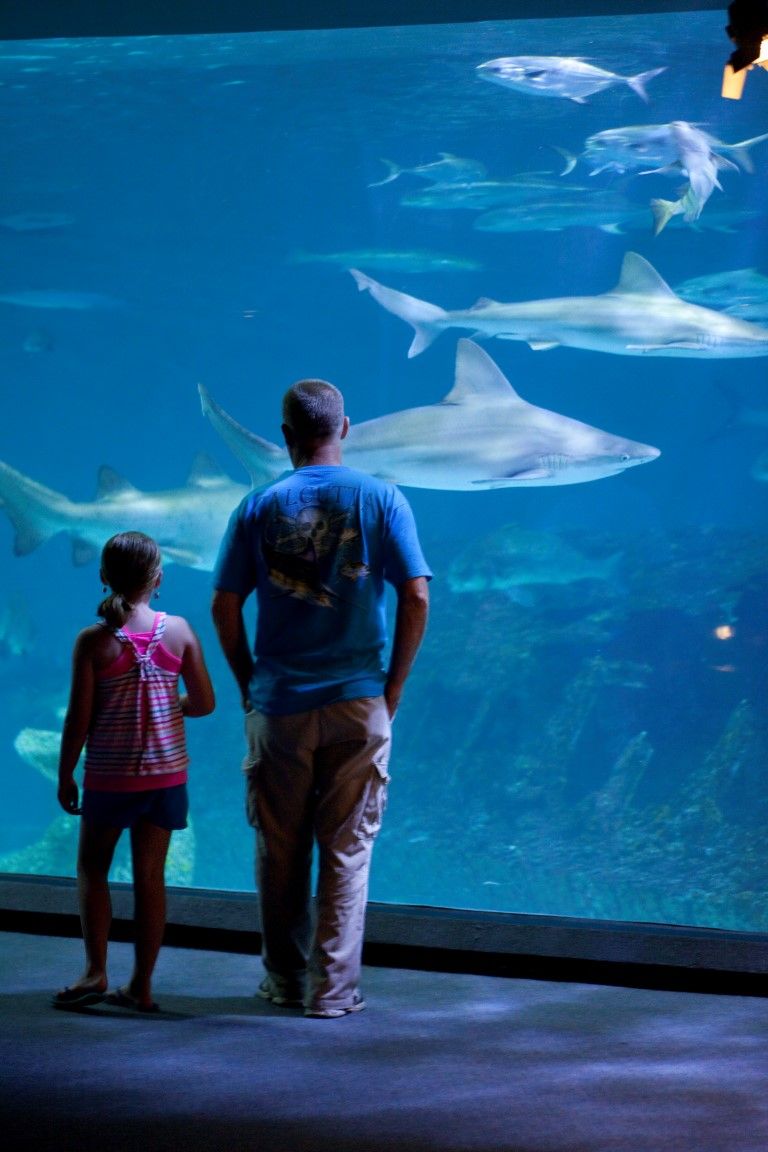 Gallery North Carolina Aquarium on Roanoke Island Outer Banks, NC