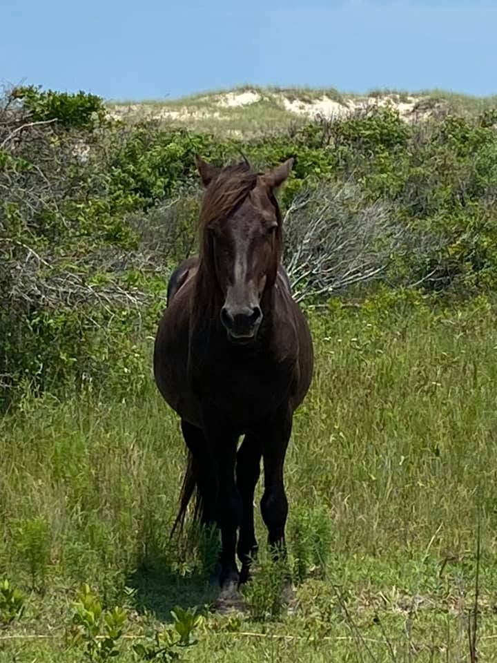 Gallery Back Country Wild Horse Safari Outer Banks, NC