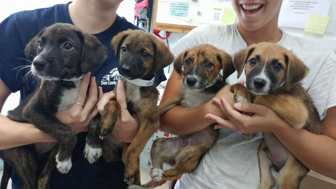Outer banks deals spca dogs