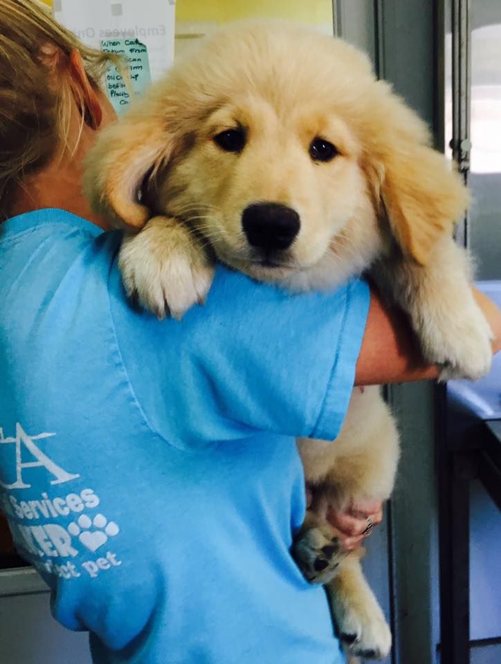 Outer banks sale spca dogs