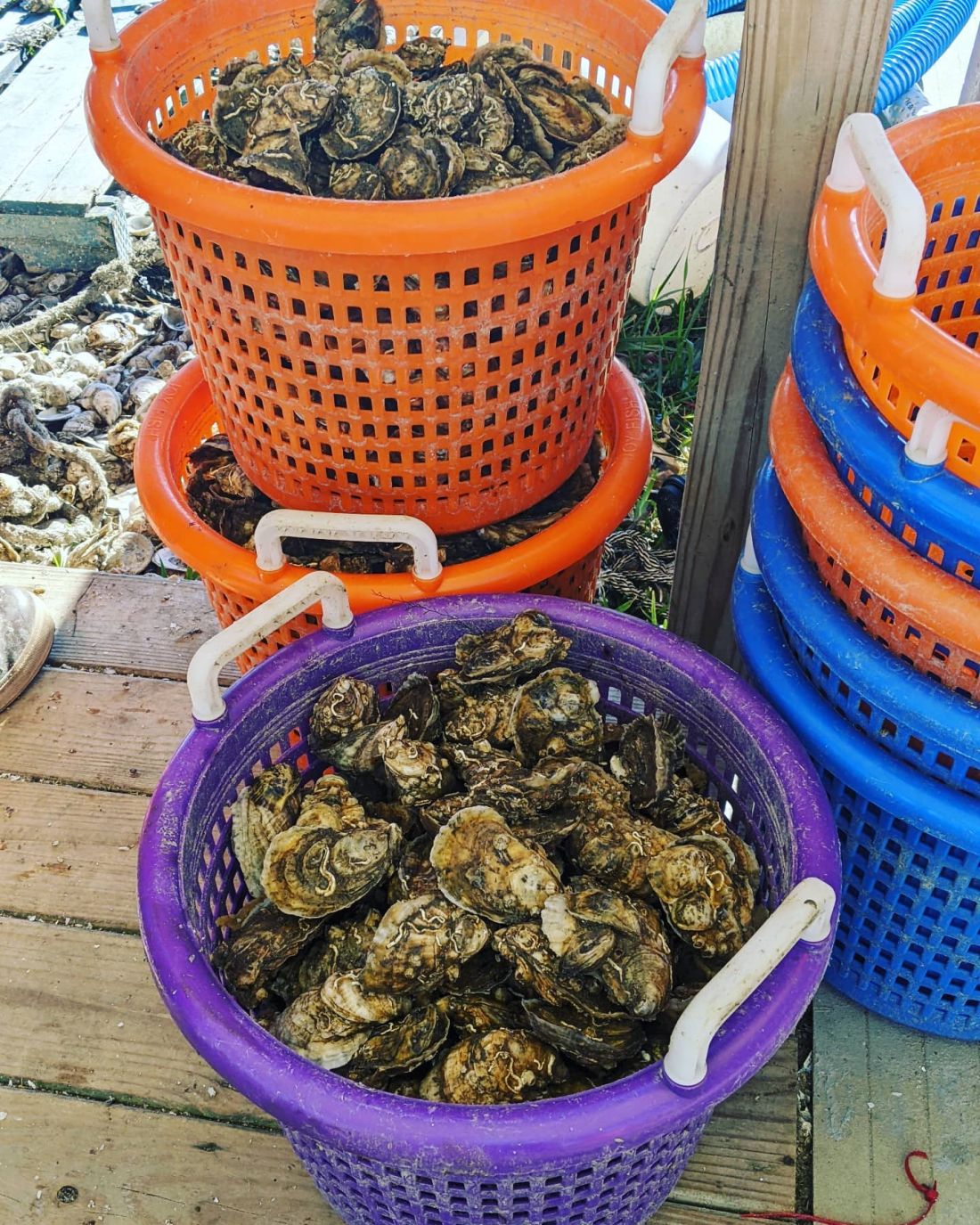 Sticky Bottom Oyster Company Outer Banks