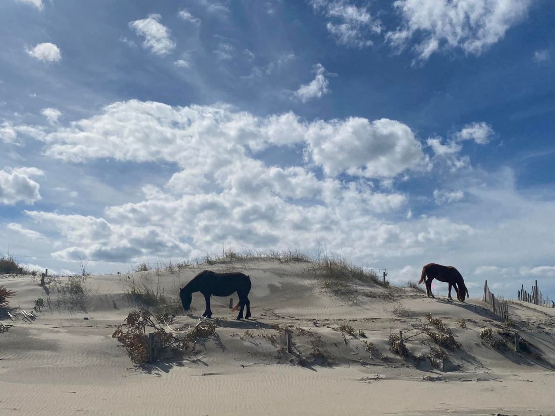 Gallery Back Country Wild Horse Safari Outer Banks, NC