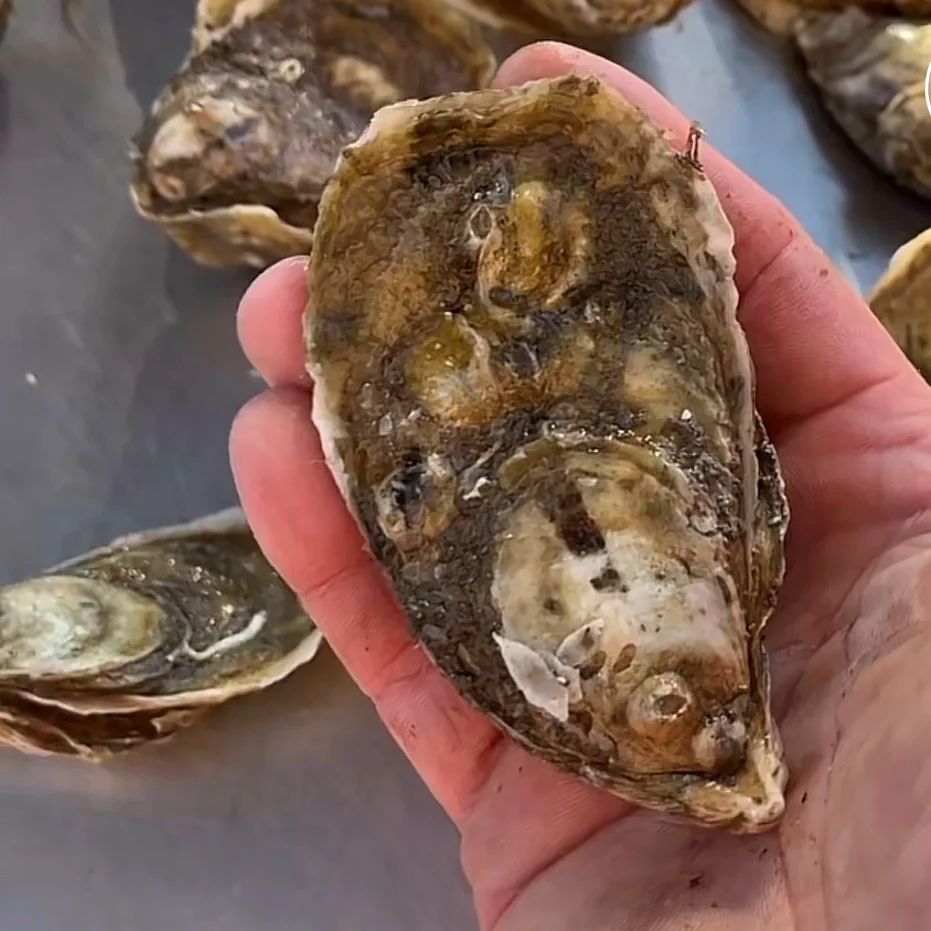 Sticky Bottom Oyster Company Outer Banks