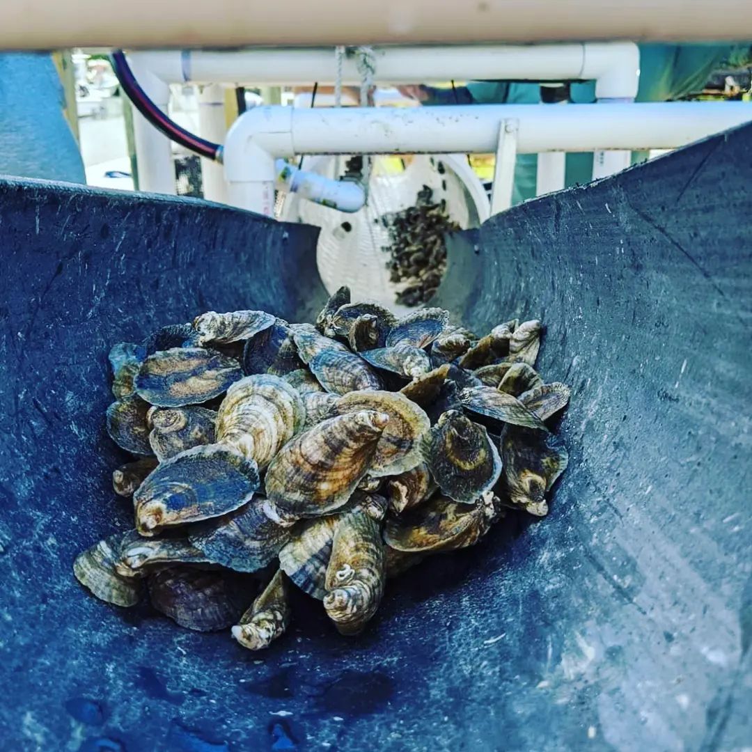 Sticky Bottom Oyster Company Outer Banks