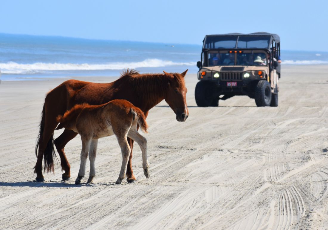 Wild Horse Adventure Tours | Outer Banks