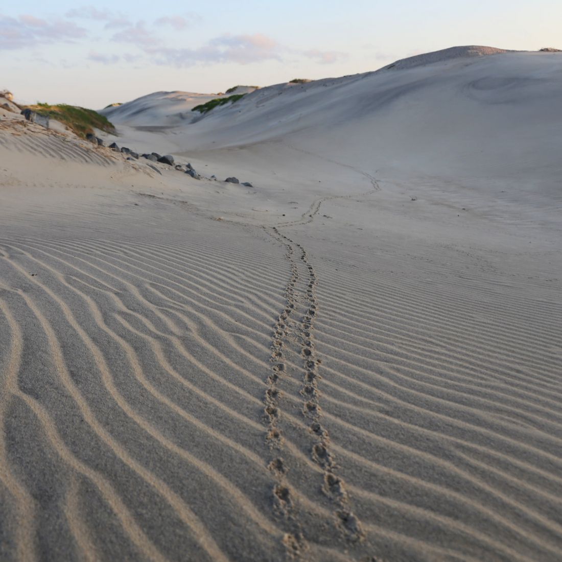 Surf or Sound Realty Outer Banks