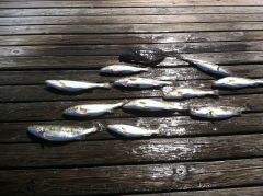 T-Time Charters photo