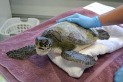 A sea turtle patient in our STAR Center.
