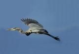 Pea Island National Wildlife Refuge photo